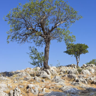 Trees growing on mountains rocks in Mycenae, Greece - Agrandir l'image, fenêtre modale