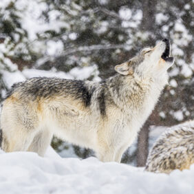 Wolf Howling in the Snow