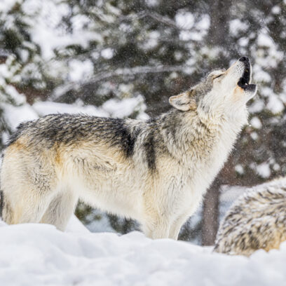 Wolf Howling in the Snow - Agrandir l'image, fenêtre modale